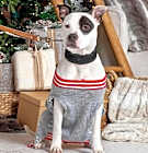 Photo of Petey