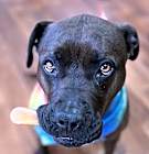 Photo of Cocoa