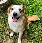 Photo of Hannah (Carter County Aussies)