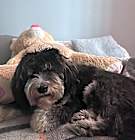 Photo of Sprocket