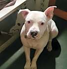 Photo of Jax
