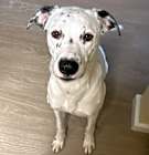 Photo of Pongo