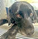 Photo of RICO