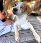 Photo of Pebbles
