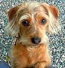 Photo of Coco  -  So Ca