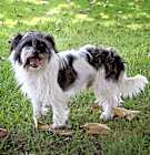 Photo of Ricky   Contact Sylva/Rachel