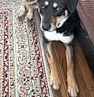 Photo of SHYA