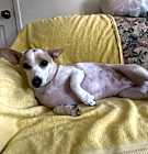Photo of Izzy