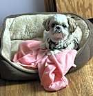 Photo of Chancey - OS