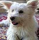 Photo of Miko