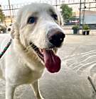 Photo of Brody Contact-Sylva/Rachel