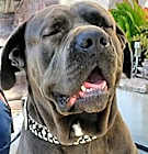 Photo of Harry Boy big Lapdog