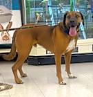 Photo of Rusty