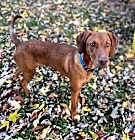 Photo of Hunter