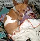 Photo of Benji (Squirt)