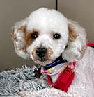 Photo of Wyatt - PM