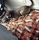 Photo of Chomps