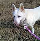 Photo of Sheeba 6400