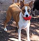 Photo of Gypsy from TEXAS