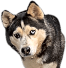 Photo of Josie