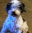 Photo of Oreo