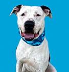 Photo of Rudy Patootie-ADOPT Me!