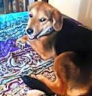 Photo of DIXIE