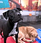 Photo of Pepper