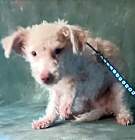 Photo of Hey Fuzzy