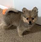 Photo of Teddy