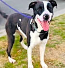 Photo of Sweet Cookie
