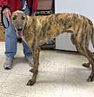 Photo of Reacher