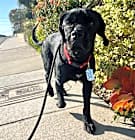 Photo of Barnabus