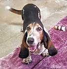 Photo of Rambo