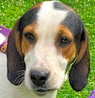 Photo of Sadie