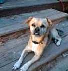 Photo of stella