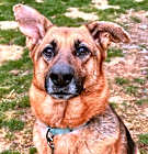 Photo of Iris