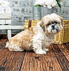 Photo of Hayes - ARR