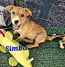 Photo of Simba