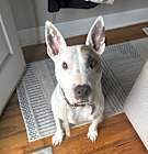 Photo of Otis