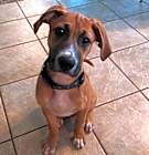 Photo of Brownie (Stacy’s Boxers 6)