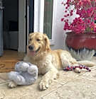 Photo of Makai