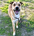 Photo of SIMON