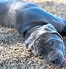Photo of MOOSE
