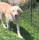 Photo of Cutter (Baseball Litter '25)