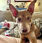 Photo of DINO