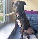 Photo of Stella