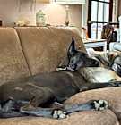 Photo of Konik