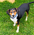 Photo of Barney