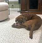 Photo of Moose (Mastiff)